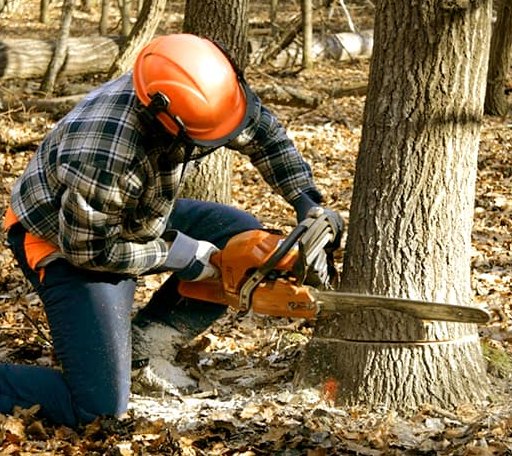Tree Removal in Fernwood, MS